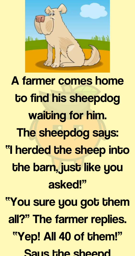 A Farmer Comes Home To Find His Sheepdog - Bored Orange